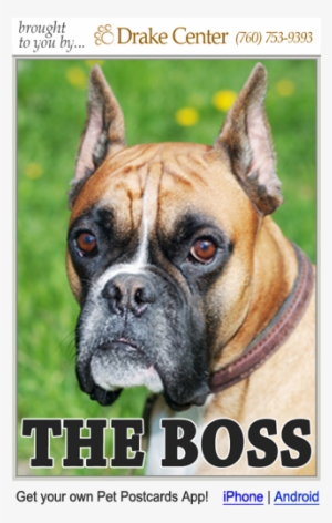 Pet Post Cards Boxer Dog - Stock Photography