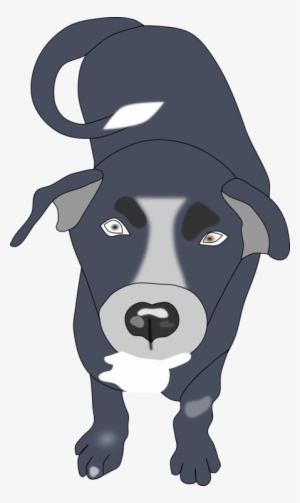 Dog Breed Bernese Mountain Dog Puppy Boxer Border Collie - Dog