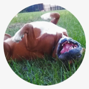 Laughing Boxer Dog Photo - Boxer