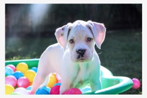 Photo Of Miracle - Boxer Adoption Qld