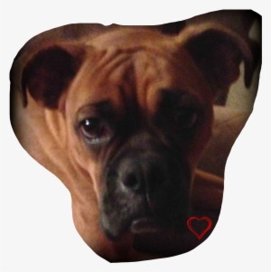 Boxer Boxerlove Boxerdog Dogsofpicsart Dogstickers