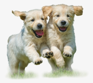 Reduce, Reuse, Recycle - Dogs Running