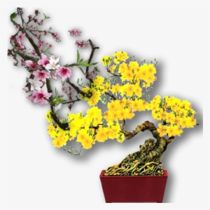 Chớ Gọi Xuân Tàn Hoa Rụng Hết - Hoa Mai Vàng Đẹp