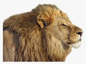 Lion Png Clip Art - Wild Life Animals 4k