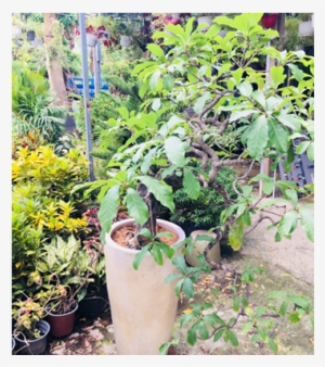 Mai Vàng Ngày Tết - Ochna Integerrima