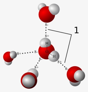 Hydrogen Bonds Between Water Molecules - Hydrogen Bonding