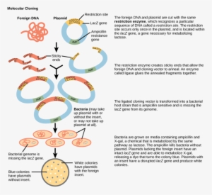 This Diagram Shows The Steps Involved In Molecular - Steps In Gene Cloning