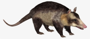 Common Opossum - Opossum Zt2