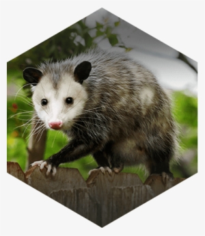 North American Beaver - Opossums Ticks
