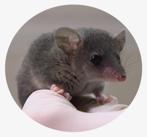 Sears Lab Mission - Rat