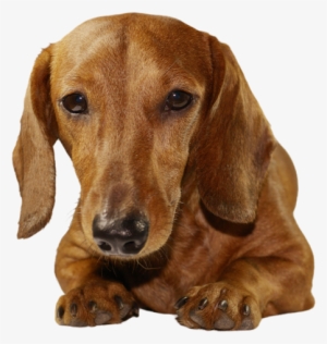 Why Choose A Dachshund To Be The Star Of Your Ecard