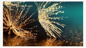 See The Big Picture - Dandelion Seeds (lbh 50x50x2 Cm)