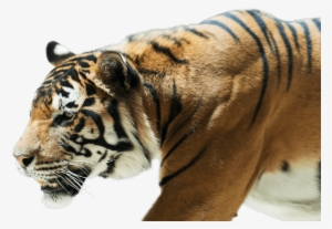 Bengal Tiger