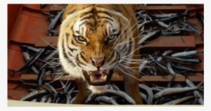 Food Plays A Very Important Role In Training The Tiger - Life Of Pi Rescued