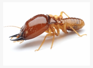 Are You Rolling Out The Welcome Mat For Termites - White Ants