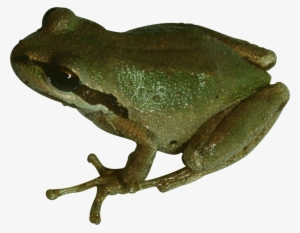 Pet Frog Transparent Background