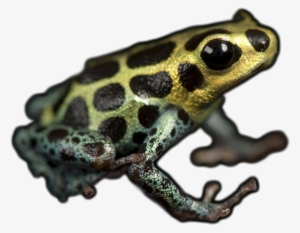Fotoprint: Imitating Or Mimic Poison Dart Frog, Dendrobates