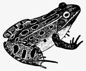 Green Frog Clipart Leopard Frog - Black And White Frog Png