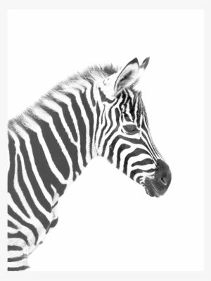 Baby Zebra Wall Print