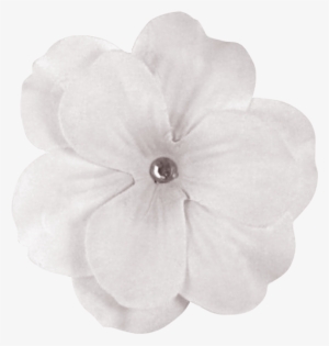 White Flower Png - Enchanteds