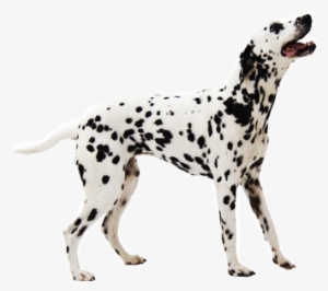 Dalmatian - Dalmatian Transparent