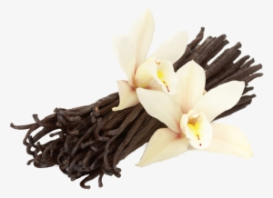 Vanilla - Vanilla Flower And Beans