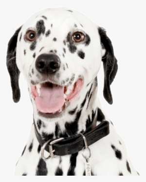 Search - My Animal Hospital - Pc Cd