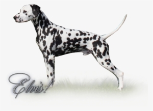 Bis Bpis Ch Kastle Estate King Of The Mtn - Estate
