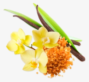 Vanilla Sticks - Vanilla