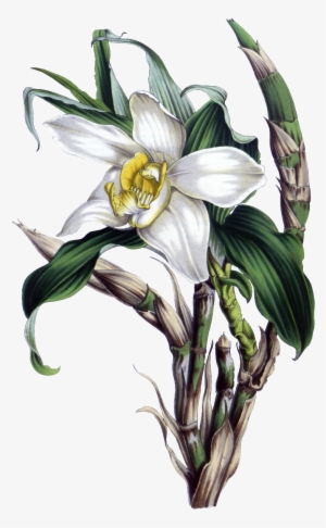 Botanical Illustration