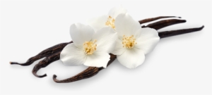 Base Note - Vanilla Bean Transparent Background