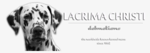 Lacrima Christi Kennel - October