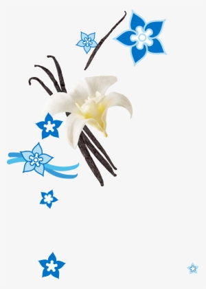 Vanilla