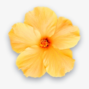 One Day Molokai Tour - Stock Photography