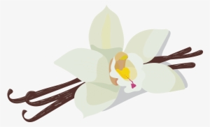 Vanilla