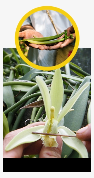 We Shared The Plant, But We Kept The Soil, The Climate, - Vanilla