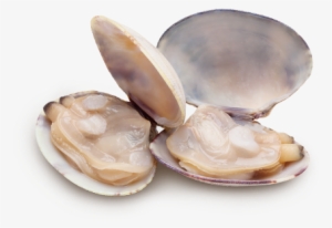 Clams Png Clipart - Almejas Png