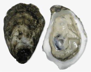 Ekone Pacific Oysters - Pacific Oyster
