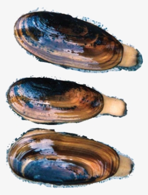 Wild Razor Clams - Baltic Clam