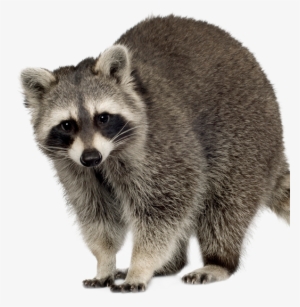Raccoon Wildlife Removal - Dead Raccoon With Transparent Background