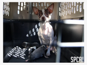 20180315 Local Cbs Puppy Mill 2 - Chihuahua