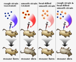 Frederick Griffith Experiment