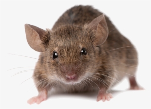 Mice Pest Control