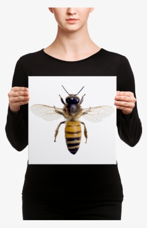 Honey-bee Canvas - Honeybees Thrive By Heather Swan