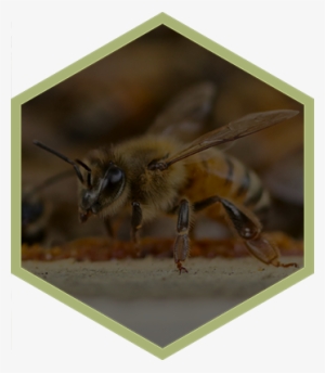 Honeybee Honey Lip Balm Hex 1 Drew's Honeybees - Plex Logo