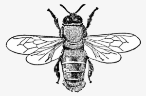 Hip Honey Bee - Spiderman Black And White Coloring Pages