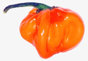 Habanero Chili