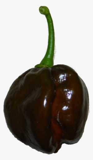 Chocolate Habanero - Chili Pepper