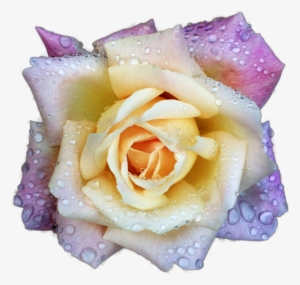 Raindrops Keep Falling On My Head~ - Torraine Futurum