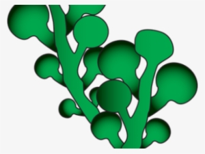 Seaweed Clipart Green Seaweed - Clip Art